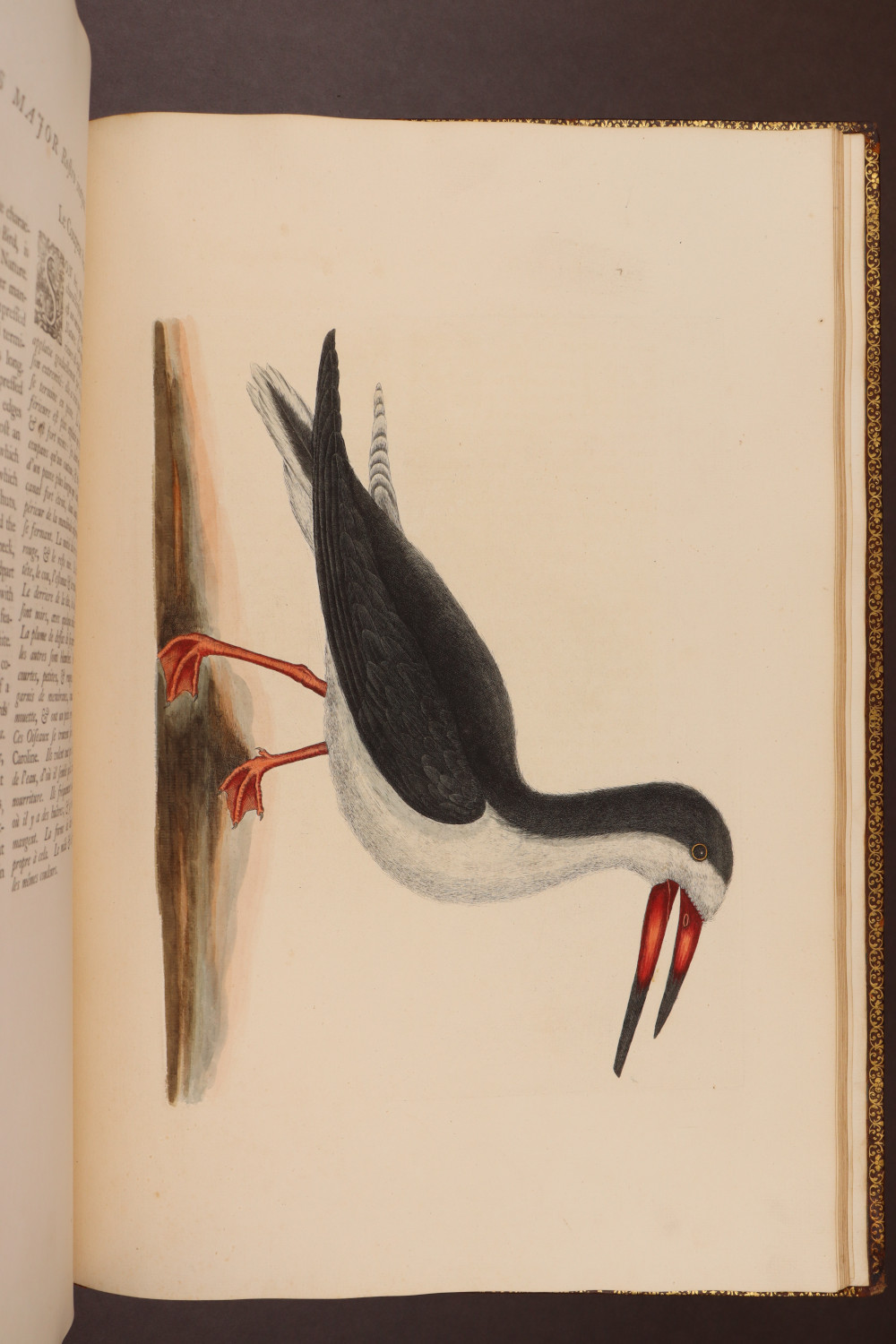 Plate 90